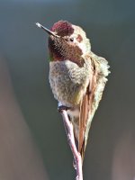 Hummer11.jpg
