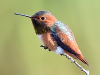 Hummer.jpg