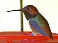 Hummer24.jpg