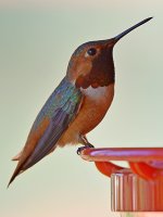 Hummer18.jpg