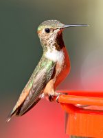 Hummer34.jpg