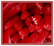 Red Vines 2-3-2016.jpg