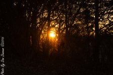 Sunset and Pasture-2192.JPG