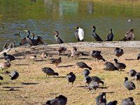 Cormorants.jpg