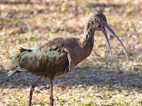 Ibis.jpg