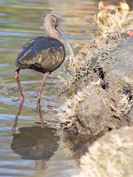 Ibis3.jpg