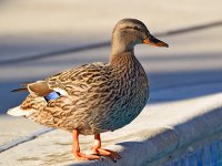 Mallard2.jpg