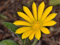 YellowFlower.jpg