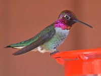 Hummer2.jpg