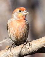 HouseFinch-150.jpg