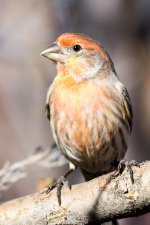 HouseFinch-151.jpg