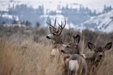 Muley buck and two does Simon Simons.jpg