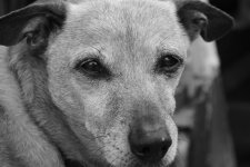 Hello! This is Buddy.jpg