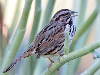 Sparrow.jpg
