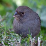 Towhee2.jpg