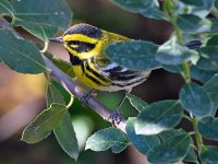 TownsendWarbler3.jpg