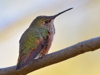 Hummer3.jpg
