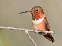 Hummer10.jpg