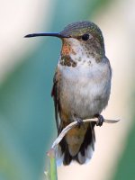 Hummer18.jpg