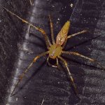Spider5.jpg