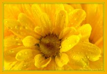 Yellow Daisy 2-5-2016.jpg