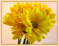 Yellow Dasies 2-5-2015.jpg