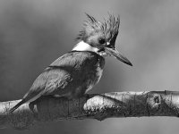 KingfisherBW2.jpg