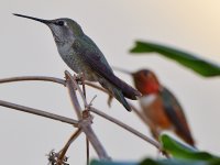 Hummer6.jpg