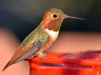 Hummer15.jpg