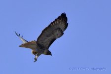 2-3-16-cr__D7K1106.jpg