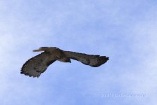 2-3-16-cr__D7K1107.jpg
