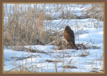 Northern Harrier at Farmington Bay 2-6-2016.jpg