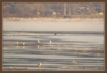 Eagle at Farmington Bay 2-6-2016.jpg