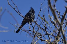 2-5-16-cr__D7K1140.jpg