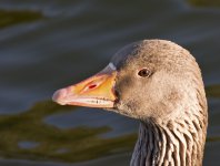 DSC_5316.jpg