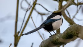 DSC_8838.jpg