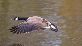 DSC_8954-Edit.jpg