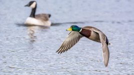 DSC_8967-Edit.jpg