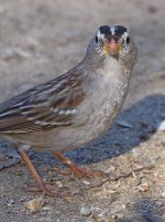 Sparrow2.jpg