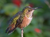 Hummer5.jpg