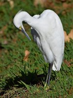 Egret4.jpg