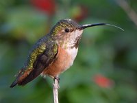 Hummer3.jpg
