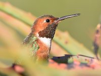 Hummer10.jpg