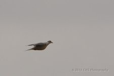 2-7-16-cr__D7K1159.jpg