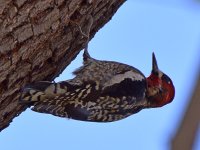 Sapsucker2.jpg