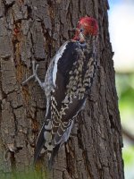 Sapsucker.jpg