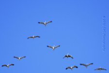 2-8-16-cr__D7K1181.jpg