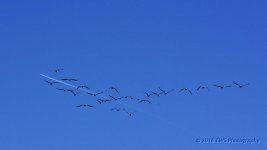 2-8-16-cr__D7K1200.jpg