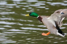 DSC_8971-Edit.jpg