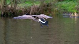 DSC_8946-Edit.jpg
